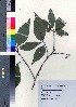  ( - TD081904)  @11 [ ] Copyright (2020) Unspecified Forestry and Forest Products Research Institute