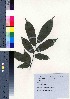  ( - TD082005)  @11 [ ] Copyright (2020) Unspecified Forestry and Forest Products Research Institute