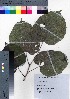  ( - TD082011)  @11 [ ] Copyright (2020) Unspecified Forestry and Forest Products Research Institute