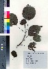  (Hydrangea petiolaris - TD082101)  @11 [ ] Copyright (2020) Unspecified Forestry and Forest Products Research Institute