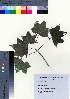  ( - TD082115)  @11 [ ] Copyright (2020) Unspecified Forestry and Forest Products Research Institute