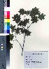  ( - TD082127)  @11 [ ] Copyright (2020) Unspecified Forestry and Forest Products Research Institute