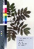  ( - TD082131)  @11 [ ] Copyright (2020) Unspecified Forestry and Forest Products Research Institute