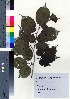 ( - TD082136)  @11 [ ] Copyright (2020) Unspecified Forestry and Forest Products Research Institute