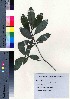  ( - TD082146)  @11 [ ] Copyright (2020) Unspecified Forestry and Forest Products Research Institute