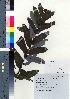  ( - TF090012)  @11 [ ] Copyright (2020) Unspecified Forestry and Forest Products Research Institute