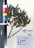  ( - TF090013)  @11 [ ] Copyright (2020) Unspecified Forestry and Forest Products Research Institute
