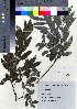  (Salix hukaoana - TF090017)  @11 [ ] Copyright (2020) Unspecified Forestry and Forest Products Research Institute