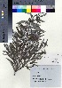  ( - TF090018)  @11 [ ] Copyright (2020) Unspecified Forestry and Forest Products Research Institute