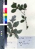  ( - TF090019)  @11 [ ] Copyright (2020) Unspecified Forestry and Forest Products Research Institute