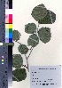  (Hamamelis japonica var. megalophylla - oIch0004)  @11 [ ] Copyright (2020) Unspecified Forestry and Forest Products Research Institute