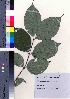  ( - oIch0006)  @11 [ ] Copyright (2020) Unspecified Forestry and Forest Products Research Institute