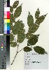  (Ostrya japonica - oIch0010)  @11 [ ] Copyright (2020) Unspecified Forestry and Forest Products Research Institute