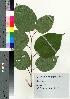  ( - oIch0018)  @11 [ ] Copyright (2020) Unspecified Forestry and Forest Products Research Institute