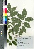  ( - oIch0019)  @11 [ ] Copyright (2020) Unspecified Forestry and Forest Products Research Institute