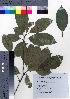  (Elaeocarpus photiniifolius - oOGA0006)  @11 [ ] Copyright (2020) Unspecified Forestry and Forest Products Research Institute