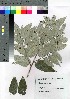  ( - oOGA0015)  @11 [ ] Copyright (2021) Unspecified Forestry and Forest Products Research Institute