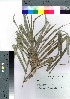  (Freycinetia - oOGA0022)  @11 [ ] Copyright (2021) Unspecified Forestry and Forest Products Research Institute