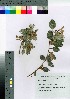  ( - oOGA0037)  @11 [ ] Copyright (2021) Unspecified Forestry and Forest Products Research Institute