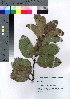  (Ilex mertensii var. mertensii - oOGA0044)  @11 [ ] Copyright (2021) Unspecified Forestry and Forest Products Research Institute