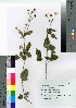  (Bidens pilosa var. radiata - oOGA0047)  @11 [ ] Copyright (2021) Unspecified Forestry and Forest Products Research Institute