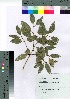  ( - oOGA0057)  @11 [ ] Copyright (2021) Unspecified Forestry and Forest Products Research Institute
