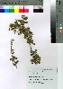  ( - oOGA0067)  @11 [ ] Copyright (2021) Unspecified Forestry and Forest Products Research Institute