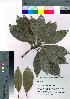  ( - oOGA0069)  @11 [ ] Copyright (2021) Unspecified Forestry and Forest Products Research Institute