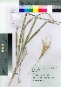  ( - oOGA0092)  @11 [ ] Copyright (2021) Unspecified Forestry and Forest Products Research Institute