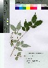  (Deutzia maximowicziana - gfsk0005)  @11 [ ] Copyright (2021) Unspecified Forestry and Forest Products Research Institute