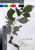  ( - gfsk0013)  @11 [ ] Copyright (2021) Unspecified Forestry and Forest Products Research Institute