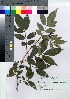  ( - gfsk0018)  @11 [ ] Copyright (2021) Unspecified Forestry and Forest Products Research Institute