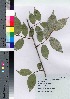  ( - gfsk0031)  @11 [ ] Copyright (2021) Unspecified Forestry and Forest Products Research Institute