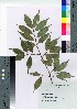  ( - gfsk0046)  @11 [ ] Copyright (2021) Unspecified Forestry and Forest Products Research Institute