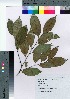  ( - gfsk0051)  @11 [ ] Copyright (2021) Unspecified Forestry and Forest Products Research Institute