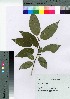  (Ilex micrococca - gfsk0052)  @11 [ ] Copyright (2021) Unspecified Forestry and Forest Products Research Institute