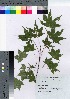  ( - gfsk0076)  @11 [ ] Copyright (2021) Unspecified Forestry and Forest Products Research Institute