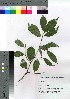  ( - SKSET001)  @11 [ ] Copyright (2021) Unspecified Forestry and Forest Products Research Institute
