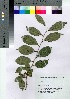  ( - SKSET004)  @11 [ ] Copyright (2021) Unspecified Forestry and Forest Products Research Institute