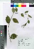  (Amelanchier asiatica - SKSET005)  @11 [ ] Copyright (2021) Unspecified Forestry and Forest Products Research Institute