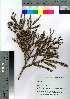  ( - SKASH002)  @11 [ ] Copyright (2021) Unspecified Forestry and Forest Products Research Institute