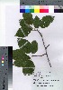  (Malus tschonoskii - SKASH010)  @11 [ ] Copyright (2021) Unspecified Forestry and Forest Products Research Institute