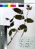  ( - SKASH013)  @11 [ ] Copyright (2021) Unspecified Forestry and Forest Products Research Institute
