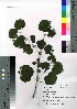  ( - SKASH015)  @11 [ ] Copyright (2021) Unspecified Forestry and Forest Products Research Institute