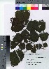  ( - oFTB1001)  @11 [ ] Copyright (2020) Unspecified Forestry and Forest Products Research Institute
