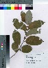  ( - oFTB1009)  @11 [ ] Copyright (2020) Unspecified Forestry and Forest Products Research Institute