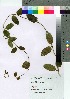  (Lonicera japonica - oFTB1014)  @11 [ ] Copyright (2020) Unspecified Forestry and Forest Products Research Institute