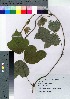  ( - oFTB1019)  @11 [ ] Copyright (2020) Unspecified Forestry and Forest Products Research Institute