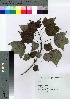  ( - KIK201001)  @11 [ ] Copyright (2020) Unspecified Forestry and Forest Products Research Institute