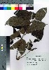  ( - Sakio002)  @11 [ ] Copyright (2020) Unspecified Forestry and Forest Products Research Institute